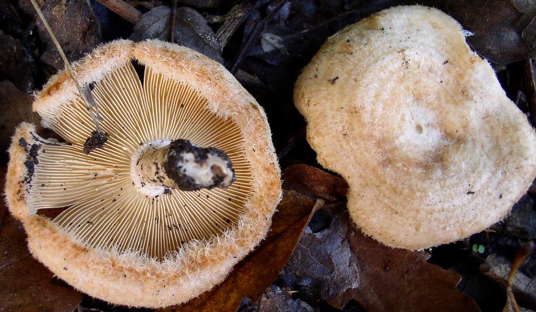 Lactarius mairei